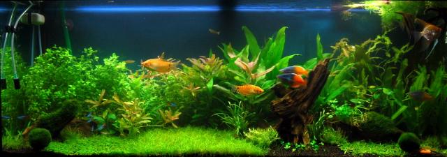 Mr Algae's Aquarium @ TFF UK